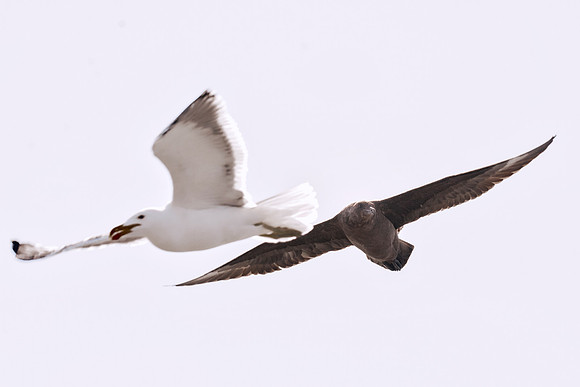 Africa, Bertazzoni, "Subantarctic Skua", Namibia, Nikon, beak, bird, coast, details, feathers, fishing, flying, gull, landing, legs, nature, ocean, safari, sea, wings