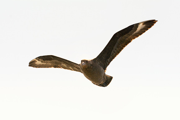 Africa, Bertazzoni, "Subantartic Skua", Namibia, Nikon, beak, bird, coast, details, feathers, fishing, flying, gull, landing, legs, nature, ocean, safari, sea, wings