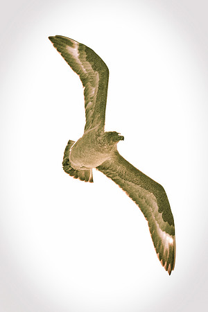Africa, Bertazzoni, "Subantarctic Skua", Namibia, Nikon, beak, bird, coast, details, feathers, fishing, flying, gull, landing, legs, nature, ocean, safari, sea, wings