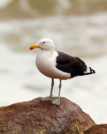 Africa, Bertazzoni, "Kelp Gull", Namibia, Nikon, beak, bird, coast, details, feathers, fishing, flying, flying, gull, landing, legs, nature, ocean, safari, sea, wings