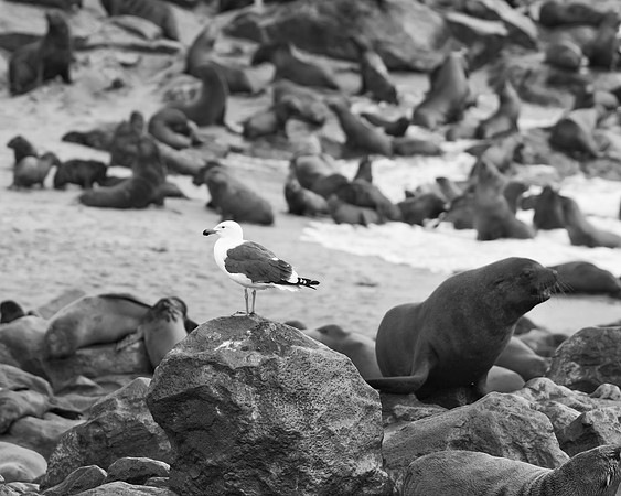 Africa, Bertazzoni, "Kelp Gull", Namibia, Nikon, beak, bird, coast, details, feathers, fishing, flying, flying, gull, landing, legs, nature, ocean, safari, sea, wings
