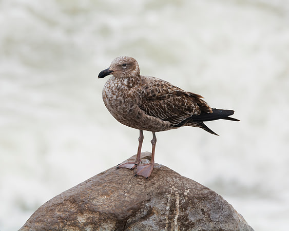 Africa, Bertazzoni, "Juvenile Kelp Gull", Namibia, Nikon, beak, bird, coast, details, feathers, fishing, flying, gull, landing, legs, nature, ocean, safari, sea, wings