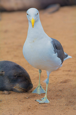 Africa, Bertazzoni, "Kelp Gull", Namibia, Nikon, beak, bird, coast, details, feathers, fishing, flying, flying, gull, landing, legs, nature, ocean, safari, sea, wings