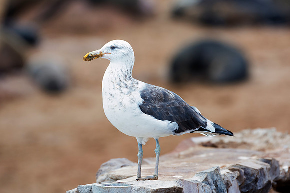 Africa, Bertazzoni, "Juvenile Kelp Gull", Namibia, Nikon, beak, bird, coast, details, feathers, fishing, flying, gull, landing, legs, nature, ocean, safari, sea, wings