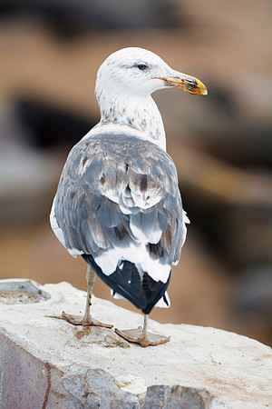 Africa, Bertazzoni, "Juvenile Kelp Gull", Namibia, Nikon, beak, bird, coast, details, feathers, fishing, flying, gull, landing, legs, nature, ocean, safari, sea, wings