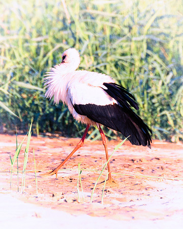 White Stork