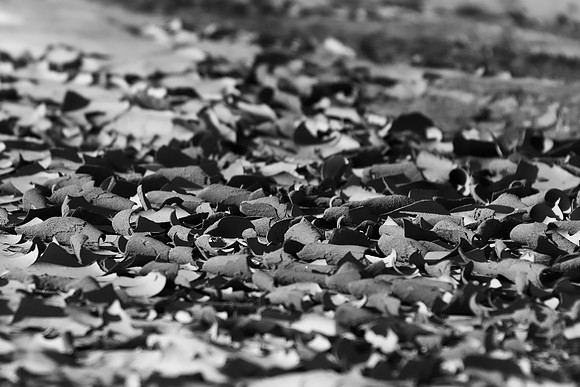 "dry mud", mud, "black & white", abstract, artistic, nature, wet, nature, outdoor, Nikon, Bertazzoni