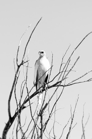 Africa, Africa, Bertazzoni, Nikon, "Southern Pale Chanting Goshawk", beak, bird, claws, colors, details, eagle, eating, feathers, flying, forest, garden, hawk, hunting, jungle, nest, park, posing, pre