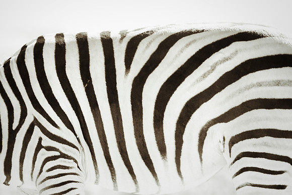 stripes, zebra, "black & white", abstract, artistic, Nikon, Bertazzoni, Africa, zoo, white, black