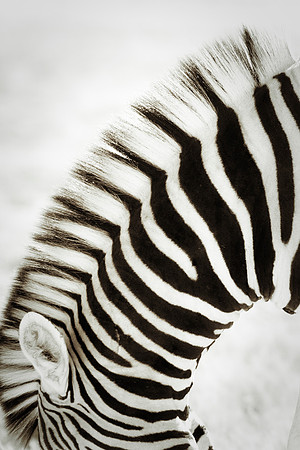 stripes, zebra, "black & white", abstract, artistic, Nikon, Bertazzoni, Africa, zoo, white, black