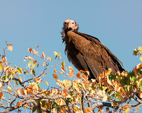 Africa, African, Botswana, Kenya, Mozambique, Namibia, "South Africa", Tanzania, Zambia, Zimbabwe, beak, bird, bird, colors, death, eye, feathers, fishing, flying, forest, head, "lapped faced vulture"