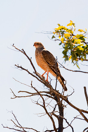 Africa, Africa, Bertazzoni, Nikon, "Red Footed Falcon", beak, bird, claws, colors, details, eagle, eating, feathers, flying, forest, garden, hawk, hunting, jungle, nest, park, posing, predator, prey,