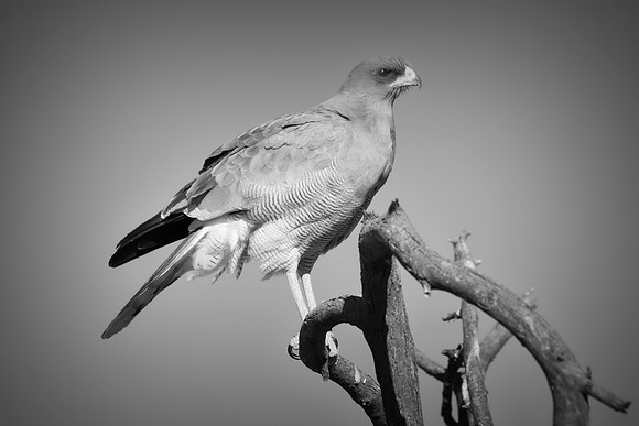 Africa, Africa, Bertazzoni, Nikon, "Southern Pale Chanting Goshawk", beak, bird, claws, colors, details, eagle, eating, feathers, flying, forest, garden, hawk, hunting, jungle, nest, park, posing, pre