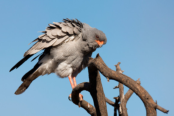 Africa, Africa, Bertazzoni, Nikon, "Southern Pale Chanting Goshawk", beak, bird, claws, colors, details, eagle, eating, feathers, flying, forest, garden, hawk, hunting, jungle, nest, park, posing, pre