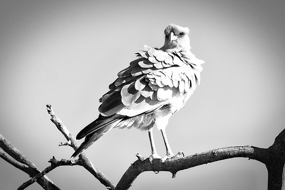 Africa, Africa, Bertazzoni, Nikon, "Southern Pale Chanting Goshawk", beak, bird, claws, colors, details, eagle, eating, feathers, flying, forest, garden, hawk, hunting, jungle, nest, park, posing, pre