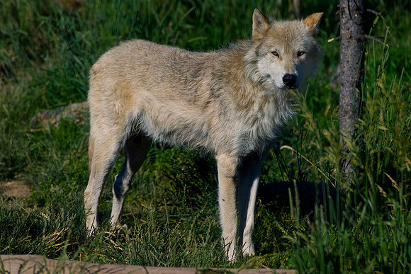 Wolf, pack, " timber wolf", attack, poaching, sabre, teeth, hair, Yellowstone, Canada, hunting, trapping, poising, wildlife, forest
