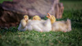 Chickens, Ducks, Geese & Goats Pt.6