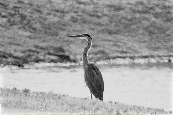 bird, lake, migration, nature, park, peak, pond, "wading bird", wildlife, "great Blue Heron", Texas, swamp, Nikon, Bertazzoni, wings, fishing, feathers, "black & white"