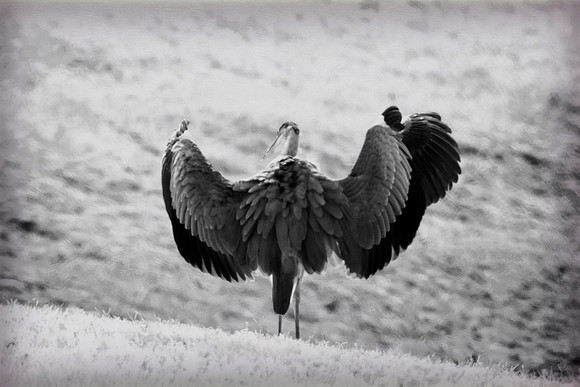 bird, lake, migration, nature, park, peak, pond, "wading bird", wildlife, "great Blue Heron", Texas, swamp, Nikon, Bertazzoni, wings, fishing, feathers, "black & white"