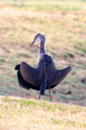 bird, lake, migration, nature, park, peak, pond, "wading bird", wildlife, "great Blue Heron", Texas, swamp, Nikon, Bertazzoni, wings, fishing, feathers, "black & white"