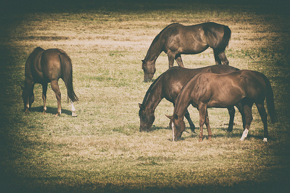 Bertazzoni, Indians, Nikon, Texas, apha, boys, bridles, burro, colors, "cow boys", donkey, "far west", halter, harness, herd, hoofs, horse, mustang, pack, paint, pioneers, portrait, "powerful horse",