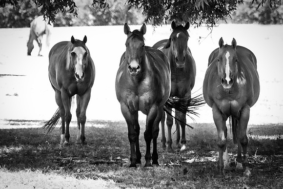 Bertazzoni, Indians, Nikon, Texas, apha, boys, bridles, burro, colors, "cow boys", donkey, "far west", halter, harness, herd, hoofs, horse, mustang, pack, paint, pioneers, portrait, "powerful horse",