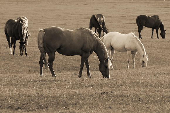 Bertazzoni, Indians, Nikon, Texas, apha, boys, bridles, burro, colors, "cow boys", donkey, "far west", halter, harness, herd, hoofs, horse, mustang, pack, paint, pioneers, portrait, "powerful horse",