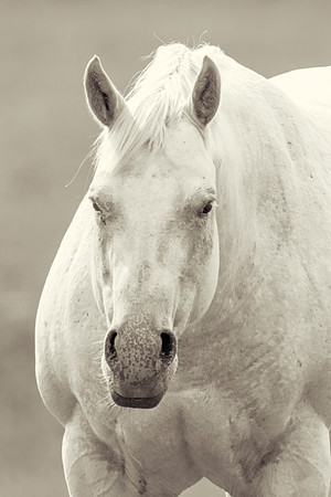 Bertazzoni, Indians, Nikon, Texas, apha, boys, bridles, burro, colors, "cow boys", donkey, "far west", halter, harness, herd, hoofs, horse, mustang, pack, paint, pioneers, portrait, "powerful horse",