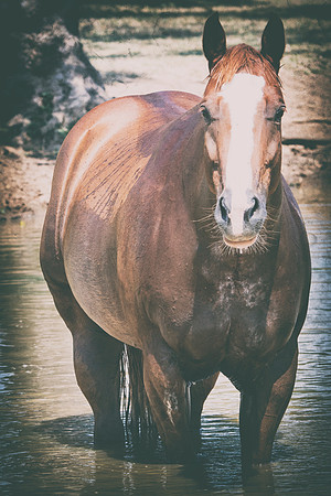 Bertazzoni, Indians, Nikon, Texas, apha, boys, bridles, burro, colors, "cow boys", donkey, "far west", halter, harness, herd, hoofs, horse, mustang, pack, paint, pioneers, portrait, "powerful horse",