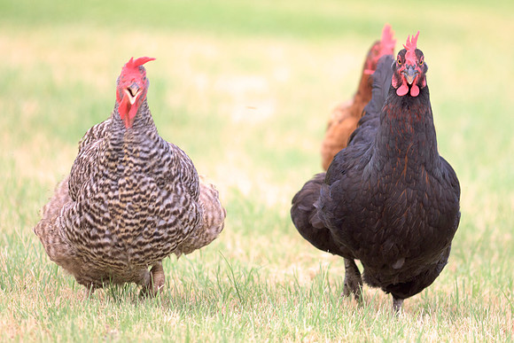 Bertazzoni, Nikon, "angry hen", beak, bird, breakfast, chicken, colors, eggs, farm, feathers, food, hen, "hen's portrait", hens, legs, nature, wings, yard