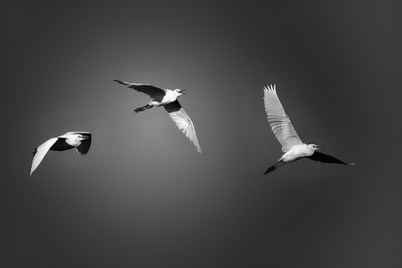 Bertazzoni, Jamaica, Nikon, artistic, beak, "black & white", colors, feathers, fishing, "flying egret", heron, legs, migration, nature, nesting, panning, parade, pond, safari, swamp, "white egret"