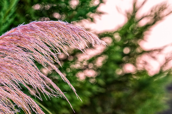 Bertazzoni, Nikon, cob, crops, ear, farming, field, leafs, nature, plantaton, seed, "cane thicket"