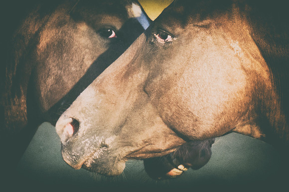 Bertazzoni, Indians, Nikon, Texas, apha, boys, bridles, burro, colors, "cow boys", donkey, "far west", halter, harness, herd, hoofs, horse, mustang, pack, paint, pioneers, portrait, "powerful horse",