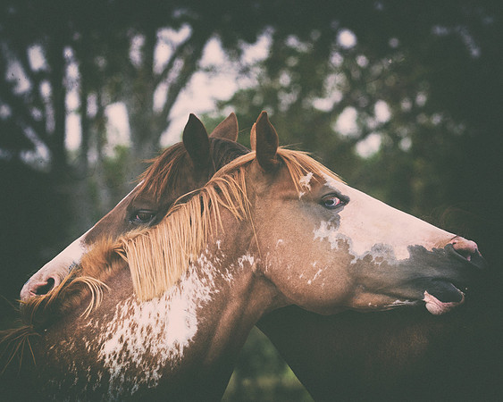 Bertazzoni, Indians, Nikon, Texas, apha, boys, bridles, burro, colors, "cow boys", donkey, "far west", halter, harness, herd, hoofs, horse, mustang, pack, paint, pioneers, portrait, "powerful horse",