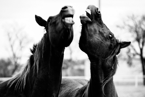 "black & white", horses, prairie, pastures, nature, laughing, pets, Texas, " wild horses", slaughtering