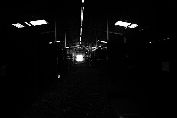 " black & white", lights, shade, artistic, barn, horses,