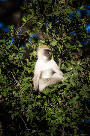 " velvet monkey", ape, primate, Africa, safari, savanna, trees, jungle, Botswana, Namibia, Kenya, Tanzania