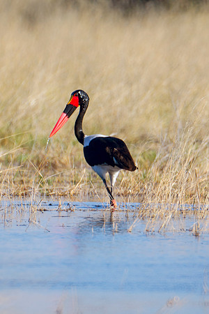 Africa, African, Hen, beak, bird, "black stork", claws, colors, colors, details, ducks, eating, feathers, flying, forest, garden, hen, hunting, jungle, park, posing, predator, prey, resting, safari, s