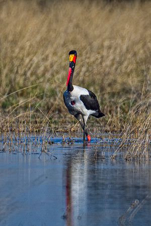 Africa, African, Hen, beak, bird, black, claws, colors, colors, details, ducks, eating, feathers, flying, forest, garden, hen, hunting, jungle, park, posing, predator, prey, resting, safari, savanna,