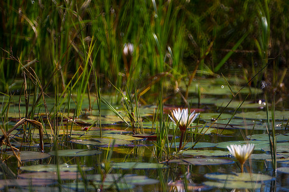 pond, flowers, water, swamp, Africa, nature, parks, reflections, details,