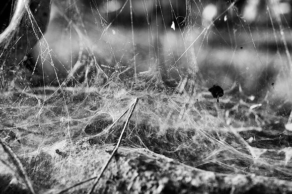 web, "black & white", spider, cottage, antique, mole, nature