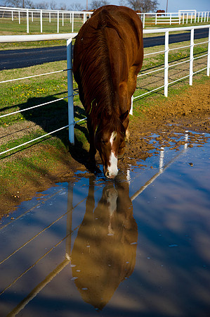 appaloosa, far west, mustang, noosey horse, paint horse, praire, quarter horse