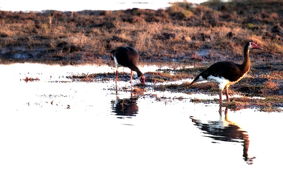 Africa, beaks, birds, branches, collars, colors, doves, ducks, flying, migration, nature, trees, waterfowl, wings, "spur winged geese"