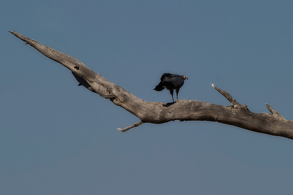Africa, Botswana, Namibia, Sunbathing, beak, colors, details, eye, falcon, feathers, flying, hawk, nature, nature, parks, portrait, safari, structure, wings, "african harrier hawk",