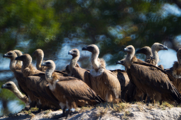 vultures, scavengers, death, wings, Africa, Botswana, Kenya, Tanzania, Zambia, safari, savanna, Zimbabwe, beak, collar, claw,