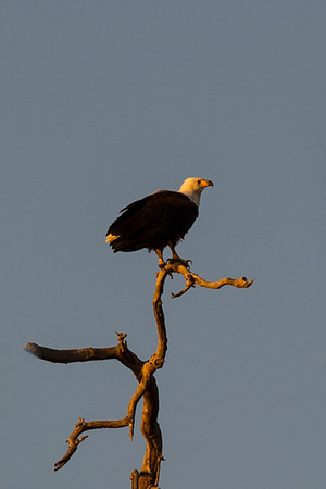 "fishing eagle", Africa, Zambia, Zimbabwe, Namibia, Botswana, "South Africa", river, lake, pond, swamp, fish, fishing, hunting, prey, predator, wing, claws, beak, attack, feathers, wings,