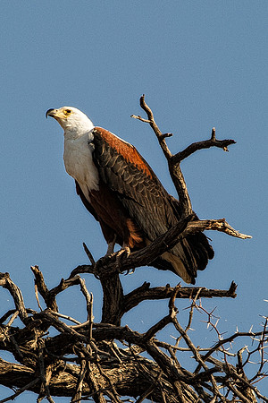 "fishing eagle", Africa, Zambia, Zimbabwe, Namibia, Botswana, "South Africa", river, lake, pond, swamp, fish, fishing, hunting, prey, predator, wing, claws, beak, attack, feathers, wings,