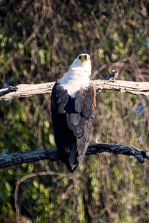 "fishing eagle", Africa, Zambia, Zimbabwe, Namibia, Botswana, "South Africa", river, lake, pond, swamp, fish, fishing, hunting, prey, predator, wing, claws, beak, attack, feathers, wings,