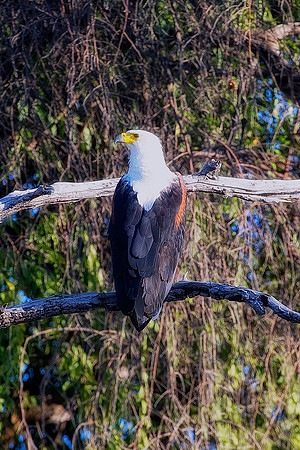 "fishing eagle", Africa, Zambia, Zimbabwe, Namibia, Botswana, "South Africa", river, lake, pond, swamp, fish, fishing, hunting, prey, predator, wing, claws, beak, attack, feathers, wings,