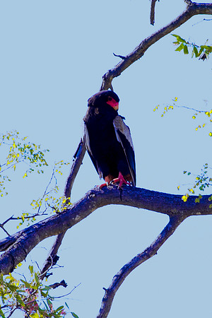 Africa, Botswana, Namibia, Sunbathing, beak, colors, details, eye, falcon, feathers, flying, hawk, nature, nature, parks, portrait, safari, structure, wings, eagle, bateleur
